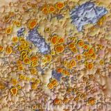 Orange and Yellow Lichen on Bark