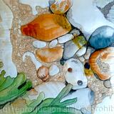 Shell in Chalk Rock Pool