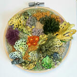  Lichen and Fungus Medley