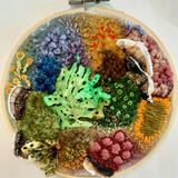 Lichen and Fungus Medley