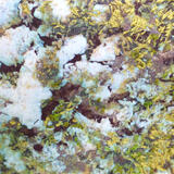Lichen on Rock