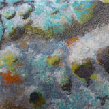 Eridge Rocks Lichen 2