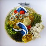 Fungi Moss and Lichen 