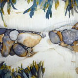 Rock Pool Channel with Seaweed