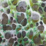 Lichen on Honeycomb Rock