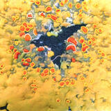 Orange and Bright Yellow Lichen