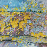 Lichen on Wall