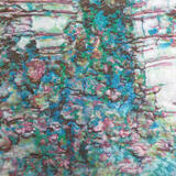 Lichen on Light Bark 2