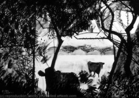 Welsh Black / Gwartheg Duon