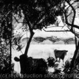 Welsh Black / Gwartheg Duon