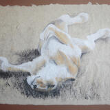 Lioness Sleeping - Serengeti