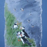 Puffins on Staffa