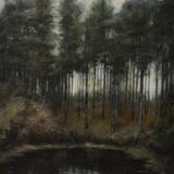 Reflections in Camore Wood