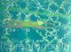 Swimming in a Green Pool -limited edition print