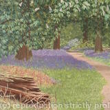 Bluebell Walk