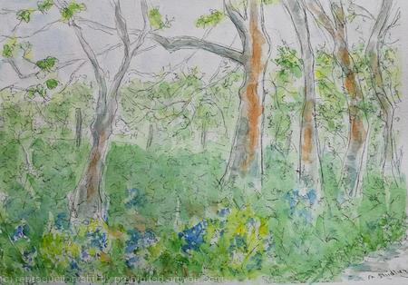 Bluebell Woods