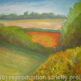 Gorse at Wiveton Downs