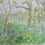 Bluebell Woods