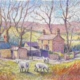 Sheep on Holywell Common, Flintshire