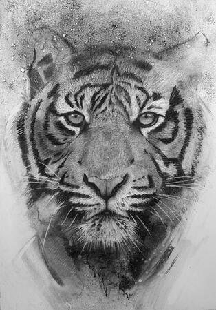 Tiger sketch 