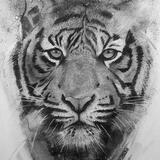 Tiger sketch 