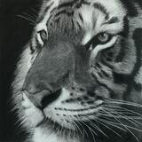 Tiger study