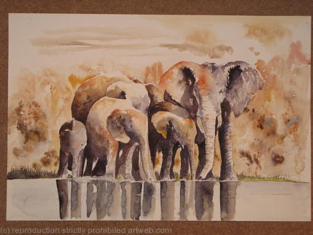 Elephant Group