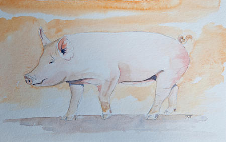 The American Yorkshire