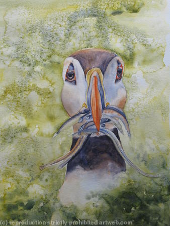 Puffin lunch