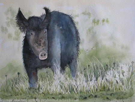 Wild Boar
