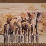 Elephant Group