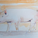 The American Yorkshire