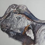 Water Buffalo and friend