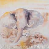 bull elephant canvas