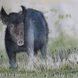 Wild Boar