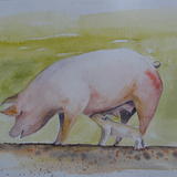 Sow and piglet