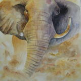 Bull Elephant 2