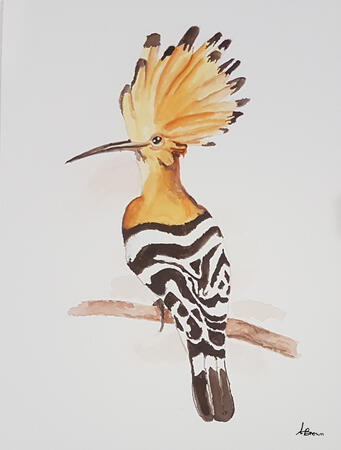 The Hoopoe