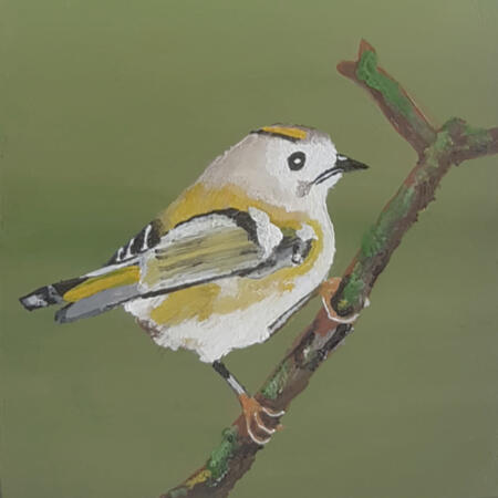 Goldcrest