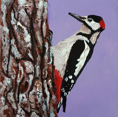 Pied Woodpecker