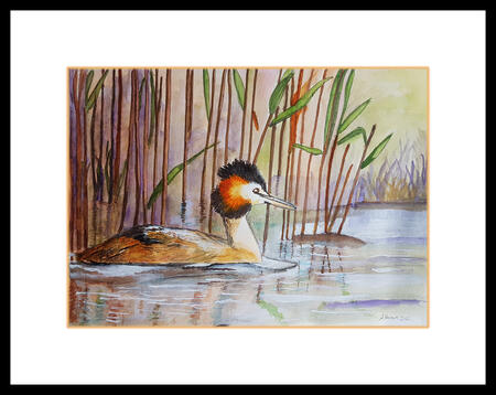 Crested Grebe
