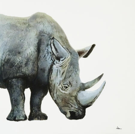 Rhino - Endangered species