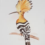 The Hoopoe