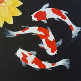 3 Koi and 1 lily