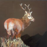 Red Deer Stag on Jura