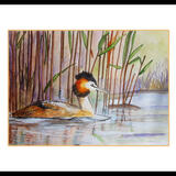 Crested Grebe