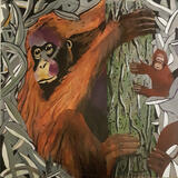 Orangutan Mother and baby