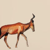 Red Hartebeest £50-00