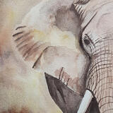 Elephant study £75-00