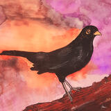Blackbird closing the day  £60-00